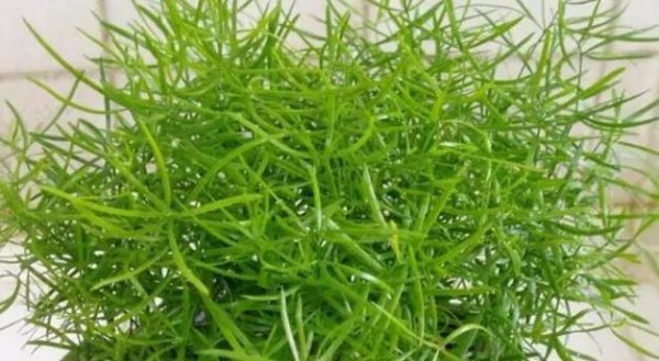 家居风水宜养绿法师（提升居家生活品质，改善家居气场）
