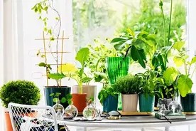 10种最会“吸收毒气”的家居植物,你养了几种?图片