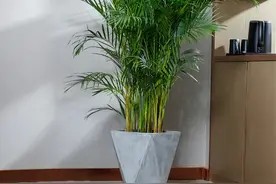 5种“健康花”,净化空气一级棒,家里摆一盆,毒气废气吸光光图片