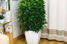3种花养“家里”,吸毒气、制氧气,旺人又旺财,适合多养二三盆图片