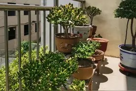 养这些普通的盆栽,制氧气吸毒气,空气好睡眠好图片