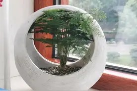 家里多养8种花,又吸毒气又杀菌,健康又长寿图片