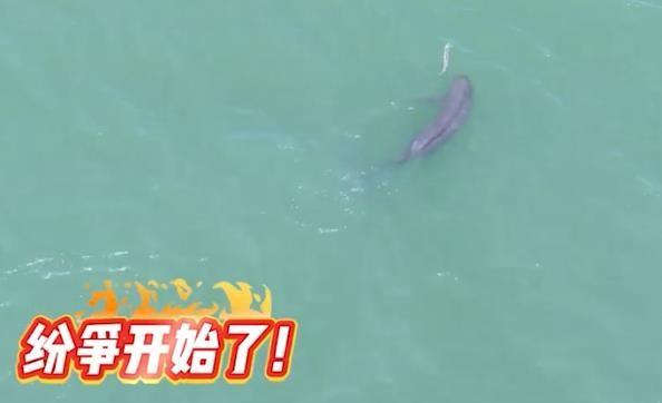 东亚江豚连岛海域上演捕鱼大战
