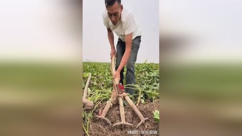智慧挖红薯，小哥干活效率翻倍