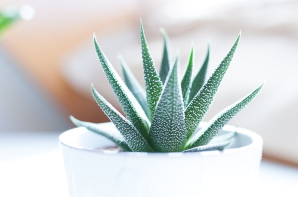 室內植栽指南：7 款必收觀葉植物，打造綠意盎然居家