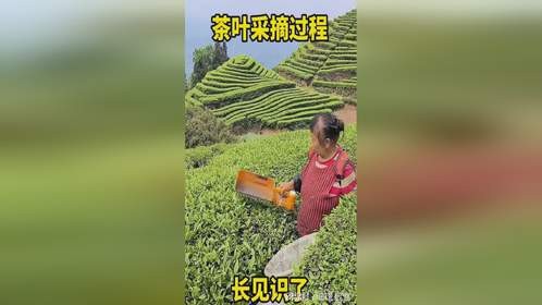 茶叶的采摘过程啊