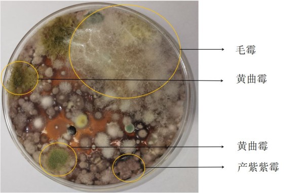 霉菌3.JPG