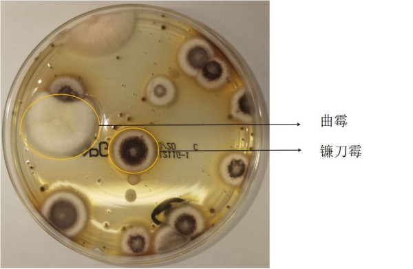 霉菌4.JPG