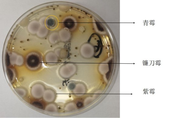 霉菌7.JPG