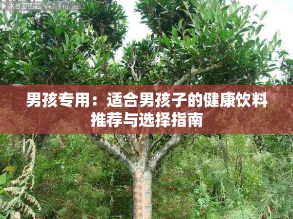 男孩专用：适合男孩子的健康饮料推荐与选择指南