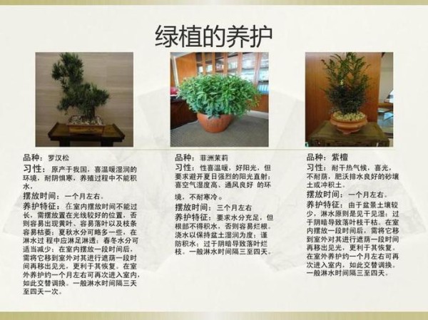 各种绿植的养护方法；绿植维护及保养方案