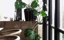 把春意带进家11个家居绿植布置图片