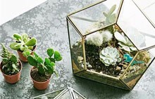 玻璃与绿植更配 11个创意玻璃绿植设计