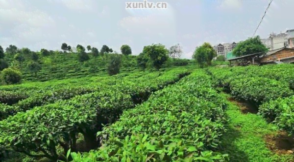 探索家庭园艺：种植茶叶树的指南