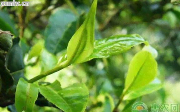 探索家庭园艺：种植茶叶树的指南