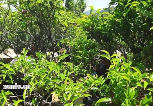 探索家庭园艺：种植茶叶树的指南