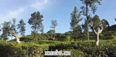 探索家庭园艺：种植茶叶树的指南