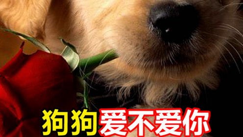 宠物石：你需要知道的一切？如何挑选、养护、使用和收藏宠物石