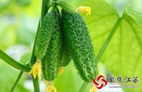 要想美容养颜饮食很重要，推荐这4类食物，帮你抗衰老！