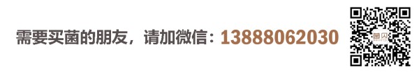 需要买菌的朋友请加微信：13888062030