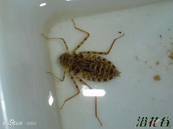 碗莲水里虫子的清理方法