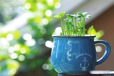 創意小盆栽,教你怎麼製作小盆栽 第2張