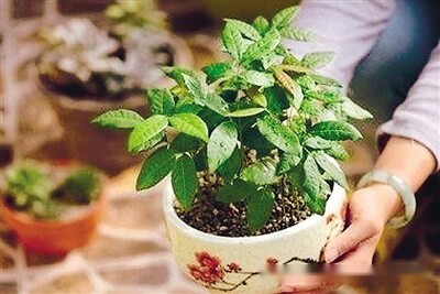 創意小盆栽,教你怎麼製作小盆栽 第8張