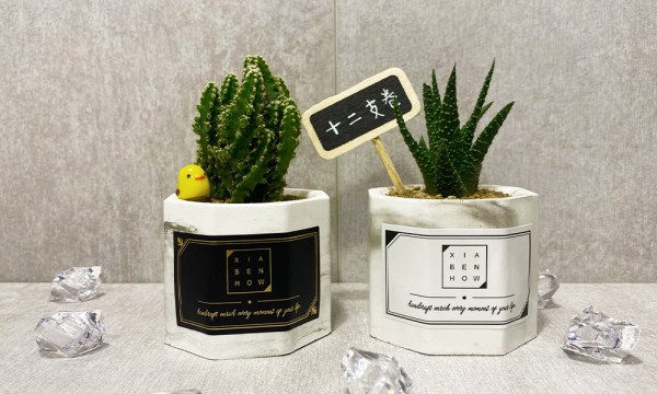 下班隨手作 多肉DIY