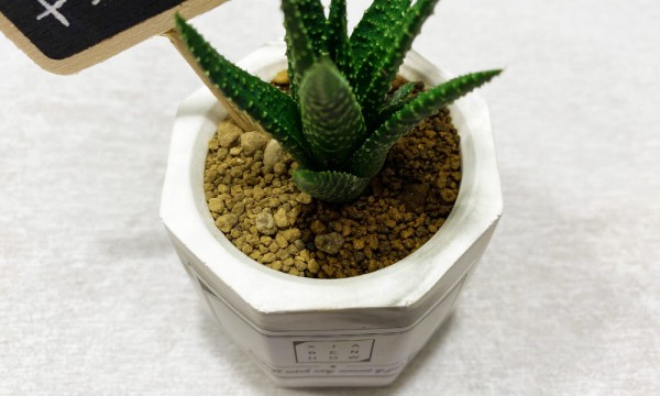 多肉植物澆水