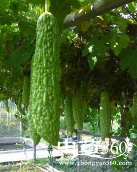 吃什么可以排毒养颜,五款排毒养颜食物