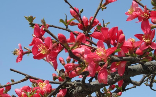 海棠花修剪技巧(修剪海棠花的小技巧)