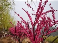 出售绿化树苗。品种有:紫叶李 胸径5公分左右 糖槭 胸径4-8公分 京桃5-12公分左右 榆叶梅10...