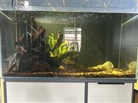 鱼缸 过滤桶(创星)图中全套设备出二手 使用半年时间 小的一米长 1000 大的一米五长 2...