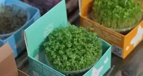 牛奶盒可有大用处！看牛奶盒的废物利用
