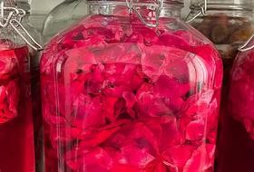 EN爆单•养颜玫瑰花醋「私房配方」
