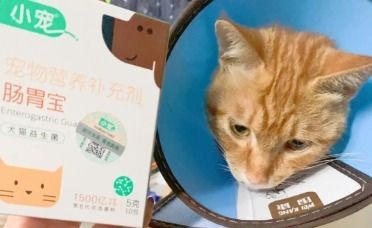 “养宠小窍门:亲宠必备,易养宠物指南”