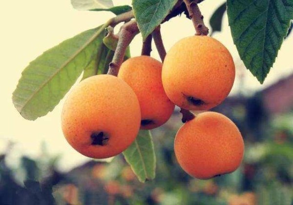 若工资允许，这几种食物要常吃，无糖低脂低热量，营养健康又养身