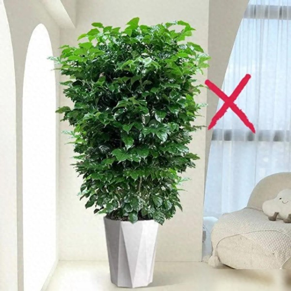 绿植家里怎么摆才好看？错误示例及正确摆放的核心逻辑