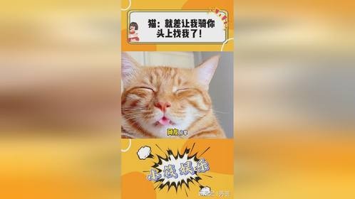猫猫就在主人前面，主人都看不到