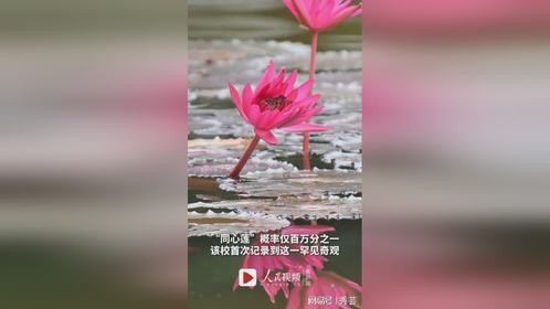 11000000的幸运还不来接！刷到愿你好运“莲莲”