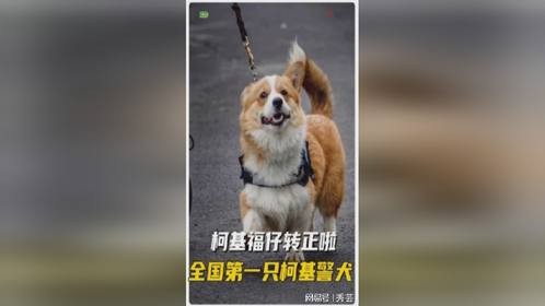福仔转正啦，成为全国唯一一只在编！