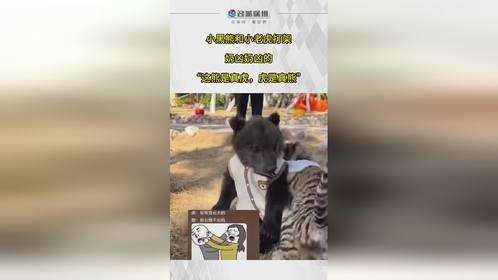 熊是真虎，虎是真熊