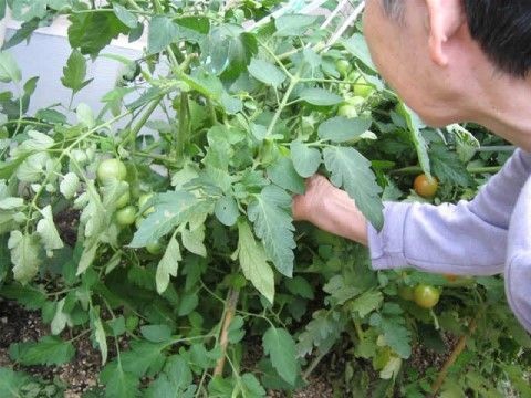 裏庭の菜園で、ミニトマトの出来具合を確認している入居者様