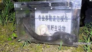 大白鼠眼镜蛇毒性测试
