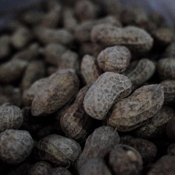 熟花生放多久不能吃