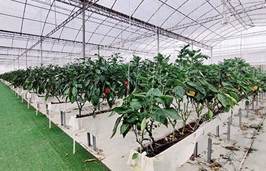智能温室环境控制系统