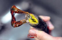 小龙虾-保留虾黄的处理方式