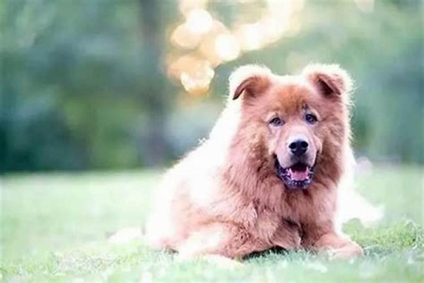 房子什么风水最旺人的家庭