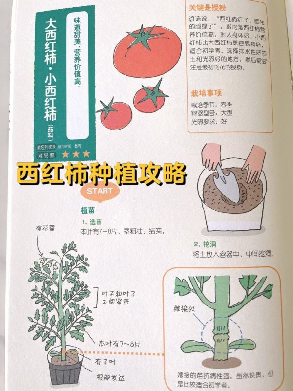 阳台小番茄的种植方法和时间