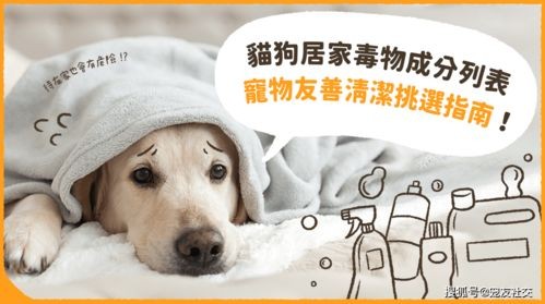 宠物犯错怎么办?快速清洁指南!